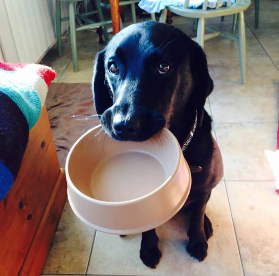 Eddie helps out Eddie helps out