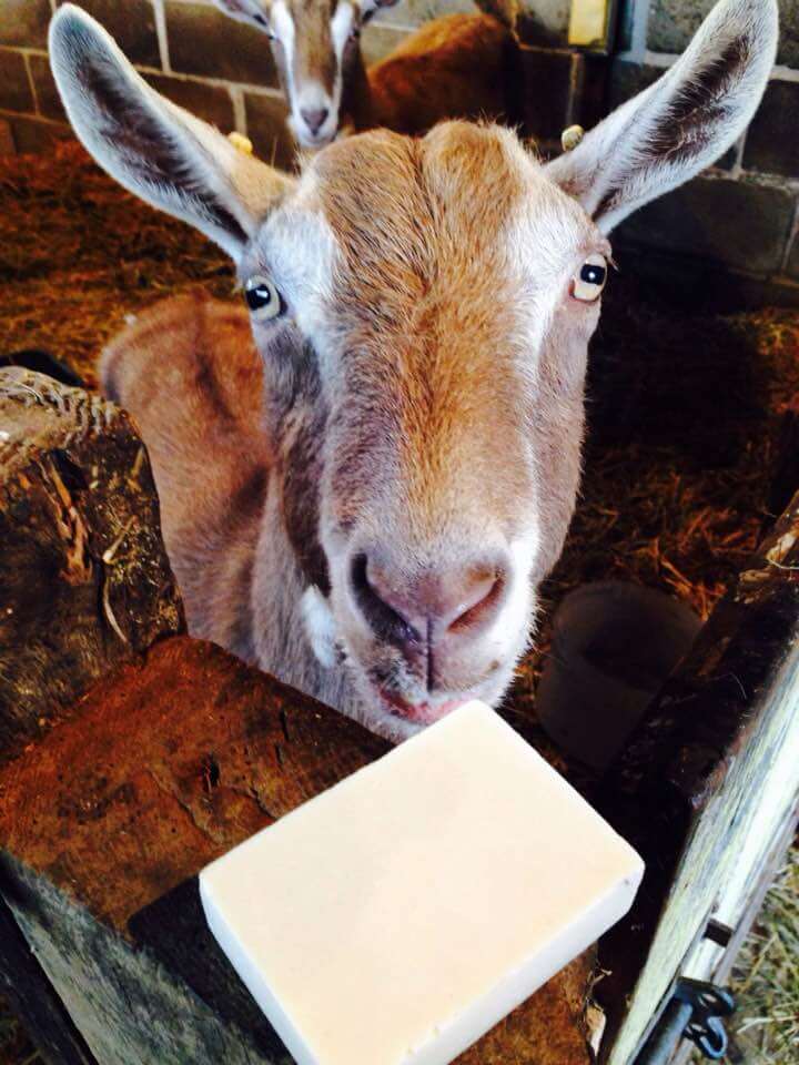 Goats with soap